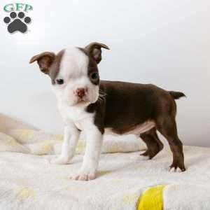 Rudolph, Boston Terrier Puppy